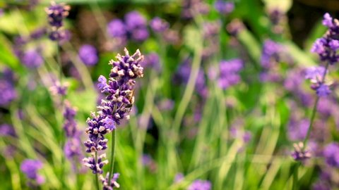 Bees on blooming lavender in the garden. Selective focus.