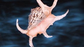 video of a Lambis Truncata shell turning as if floating on water at the bottom of the sea