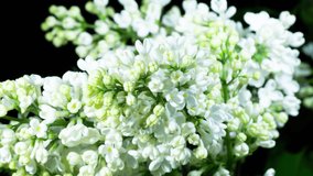 White Lilac Flowers Bloom In Time Lapse on a Black Background. Beautiful Fragrant Opening Flower Close up as Nature Blooming Backdrop