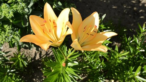 Lilium bulbiferum, orange or fire lily, Jimmy's Bane and tiger lily, is herbaceous European lily with underground bulbs, belonging to Liliaceae.