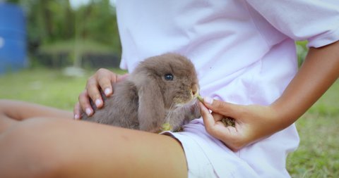 Easter bunny eating food and sitting on girl lap. Asian girl carry a adorable little brown rabbit holland lop and feeding pellet food with tenderness near easter eggs in basket. Slow motion shot.