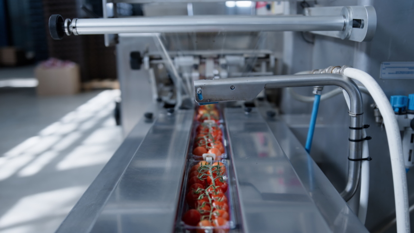 Factory machine moving tomatoes at technological automated manufacture closeup. Modern fresh organic vegetables production process packing red food automatically. Horticultural automation concept Royalty-Free Stock Footage #1086624743