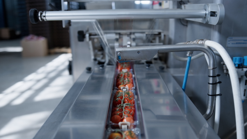 Factory machine moving tomatoes at technological automated manufacture closeup. Modern fresh organic vegetables production process packing red food automatically. Horticultural automation concept | Shutterstock HD Video #1086624743