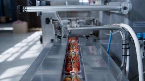 Factory machine moving tomatoes at technological automated manufacture closeup. Modern fresh organic vegetables production process packing red food automatically. Horticultural automation concept