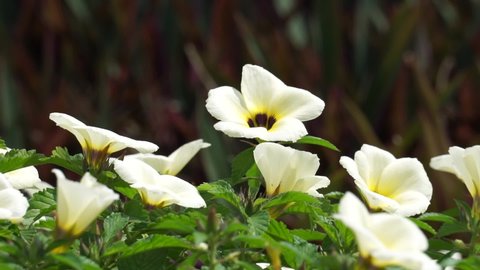 Turnera subulata (Also called yolanda, Turnera subulata, white buttercup, sulphur alder, politician's flower, dark-eyed turnera, white alder) flower. A predator plant that helps control caterpillars