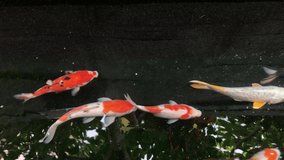 Beautiful colourful koi fish are swimming in pond with fresh clear water. Top shot. 4K video.