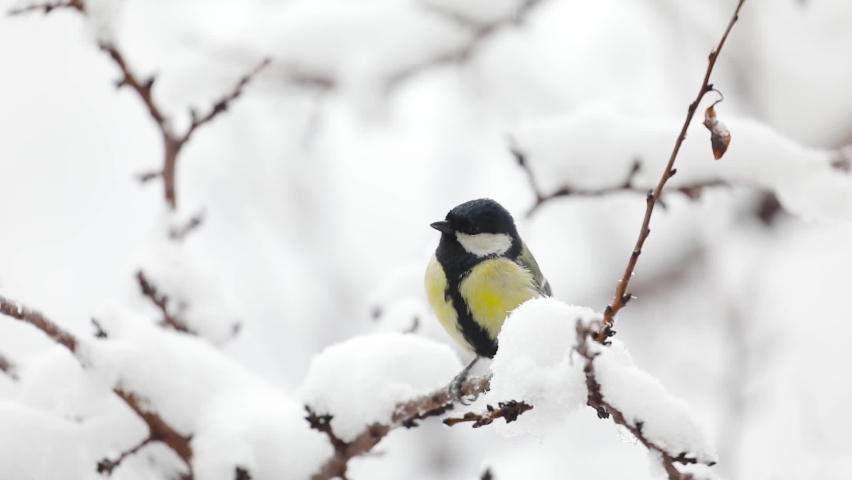 Small Bird tit on the tree branch at city park