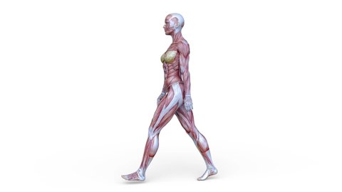 3D rendering of a walking female body model