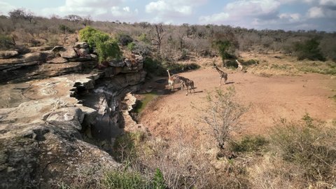 A herd of giraffe drinking water from a rock outcrop in the wilderness.
