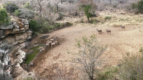 Kudu coming to drink at a rock outcrop waterhole in the arid bush.