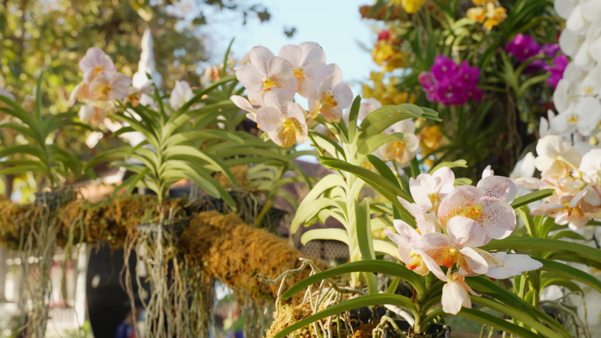 Several types of beautiful orchids being on display at an outdoor park for the Chiang Mai Charming Flower Festival 