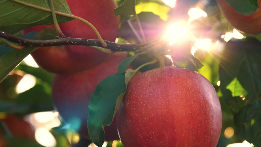 Apples. organic fruit. apple farming. close-up. fresh apples grow on branch, in sun flare, in orchard. eco garden. Gardening. organic food. apple harvest | Shutterstock HD Video #1086644537
