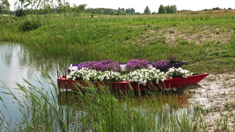 Landscaping, floral design. blooming petunias . decorative boats decorated with petunias stand by the shore of a pond or lake. Botanical Garden.