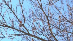 Close-up view 4k stock video footage of cute small tiny red belly snowbirds sitting on bare branches on winter trees isolated on clear sunny blue sky background