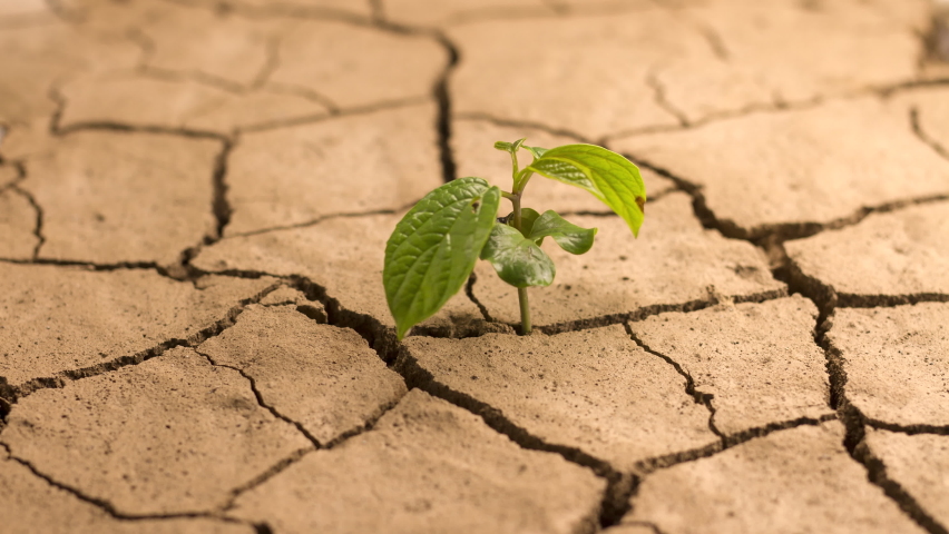 Climate change, Drought impact Green plant die on dry cracked earth. Water crisis and Global warming concept. Royalty-Free Stock Footage #1086647603