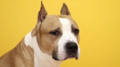 Pit Bull Terrier dog looks into the camera on a yellow background