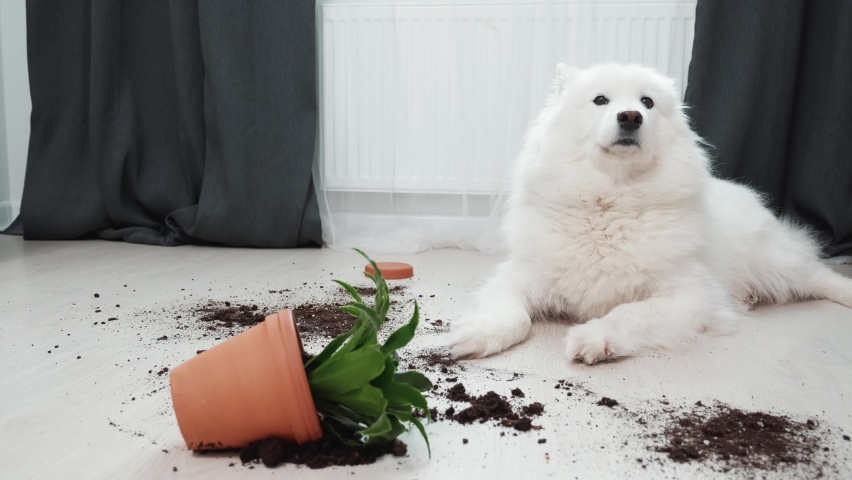 Guilty dog on the floor next to an overturned flower Royalty-Free Stock Footage #1086650618