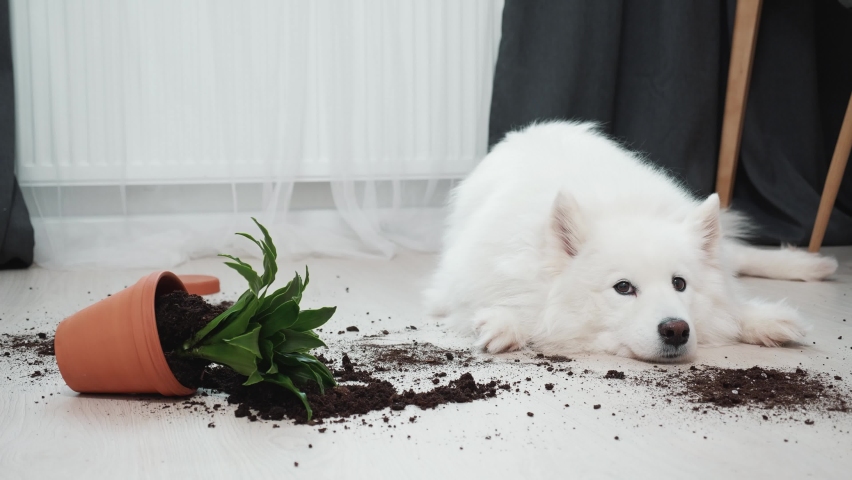 Guilty dog on the floor next to an overturned flower | Shutterstock HD Video #1086650621