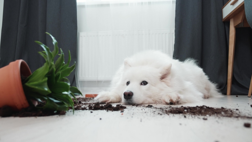 Guilty dog on the floor next to an overturned flower | Shutterstock HD Video #1086650624