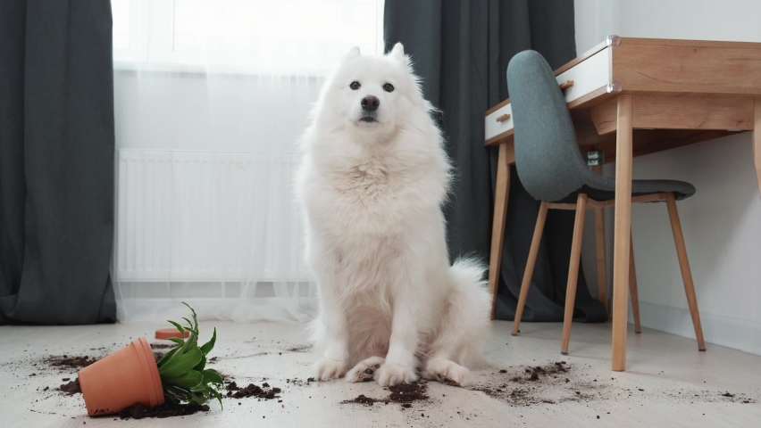 Guilty dog on the floor next to an overturned flower | Shutterstock HD Video #1086650627