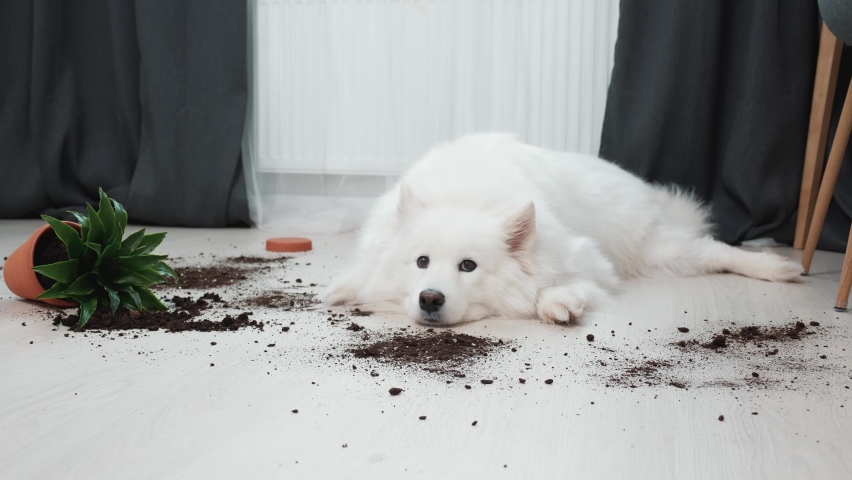 Guilty dog on the floor next to an overturned flower | Shutterstock HD Video #1086650636