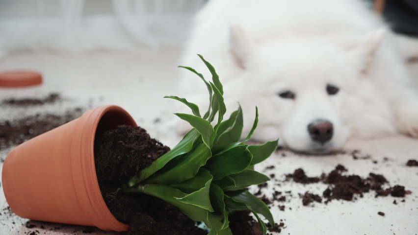 Guilty dog on the floor next to an overturned flower | Shutterstock HD Video #1086650645