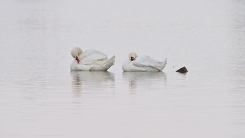 Two Mute swans (Cygnus olor) preening their feathers at a lake with white water.