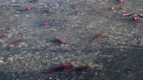 Spawning Sockeye Salmon in a Mountain Creek 4K UHD. Sockeye salmon gathering on the spawning beds in the shallows of a river.
