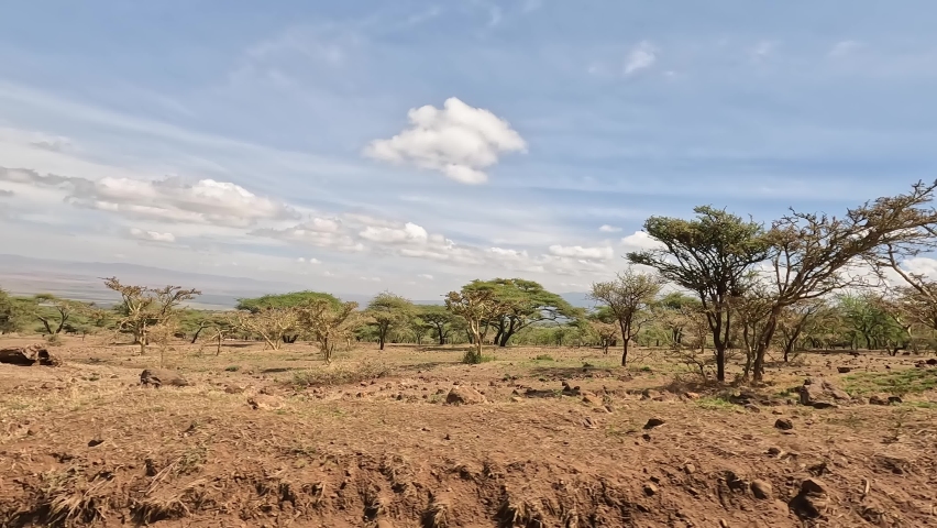 Green trees of Tanzania - acacias. View from the car window on the beautiful nature of Africa. Blue sky and white clouds. Royalty-Free Stock Footage #1086656738