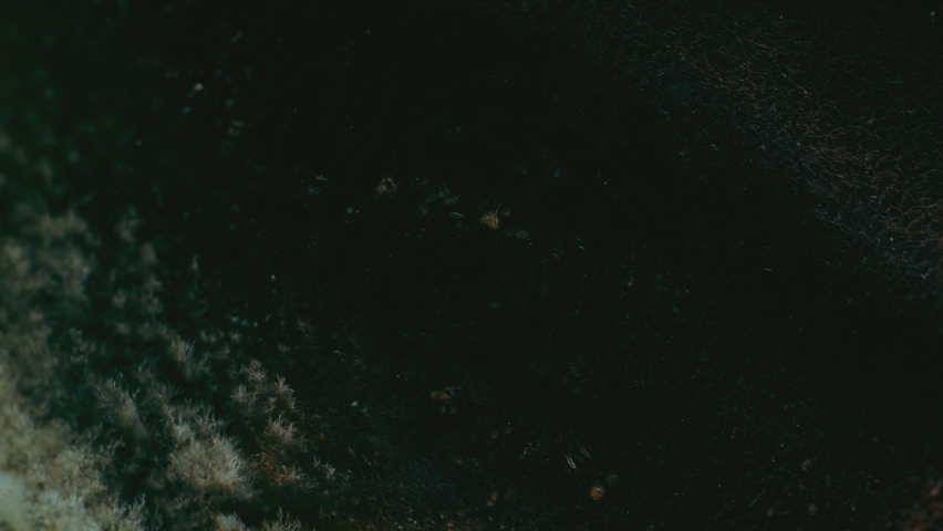 Mold background. Macro shot of mold. Mold spores. A mold or mould is a fungus that grows in the form of multicellular filaments. Aspergillus. Accelerated macro photography.