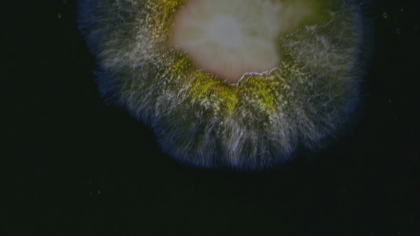 Mold background. Macro shot of mold. Mold spores. A mold or mould is a fungus that grows in the form of multicellular filaments. Aspergillus. Accelerated macro photography.