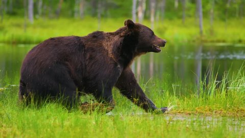 Alaska Peninsula Brown Bear (Ursus Arctos Gyas) walking on the grass in front of pool or lake in Park. High Resolution Footage