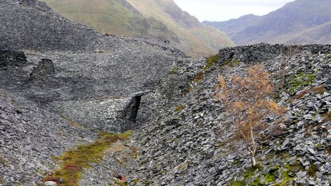 Sad view of birch tree in an abandoned open pit mine site, destroyed mountain surface after quarrying for slate for construction industry; Llanberis, Snowdonia National Park, Wales, UK.