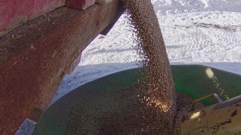 Side view of wheat feeding from a grain truck into an auger