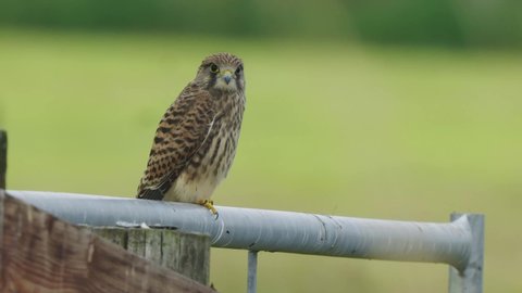 European Kestrel Perched On Metal Gate Looking Around With Green Bokeh Background
