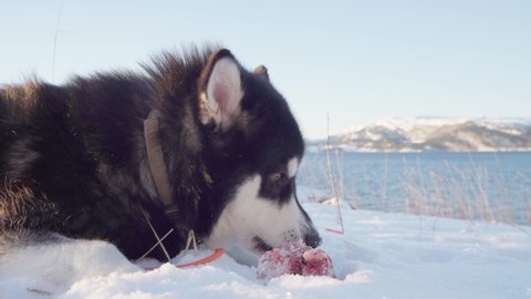 Purebred Alaskan Malamute Dog Biting A Meat Bone While Lying On Snow Near Lakeshore. Close Up, Side View,