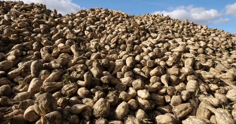 Piles of harvested sugar beets, France 