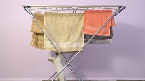 Thai breed kitten plays with bedding and clothes. Textile washed and dried in a dryer. The cat drops the towel on the floor.