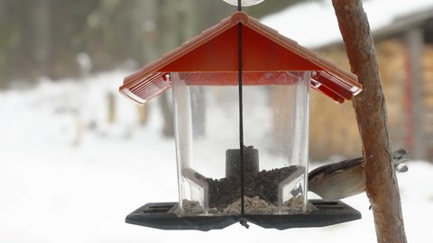 The small wood nuthatch bird getting some seeds from the bird feeder in Estonia