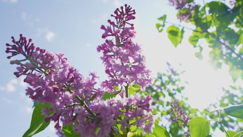 Close up view slow motion 4k stock video footage of fresh branches of lilac tree blooming with cute pastel violet tiny flowers isolated on blurry green bokeh and sunny blue sky background