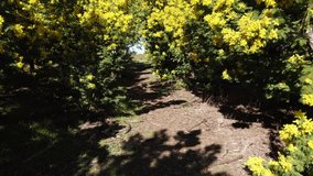 Forest Mimosas Mandelieu Tanneron  drone 4k 169 sud de la France