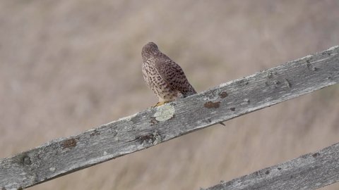 Kestrel Perched on a Fence Looking for Prey
