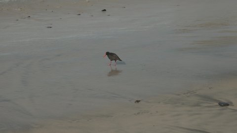 tracking clip of a sooty oystercatcher feeding on a beach at south cape bay in the wilderness of south west national park in tasmania, australia