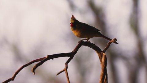 Female cardinal perching in a tree limb in the fog. USA.