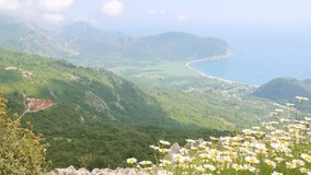 Footage of daisy wildflowers and attractive seascape of Adriatic sea. Location place Petrovac, Montenegro, Balkans peninsula, Europe. Cinematic shot. Filmed UHD 4k video. Discover the beauty of earth.