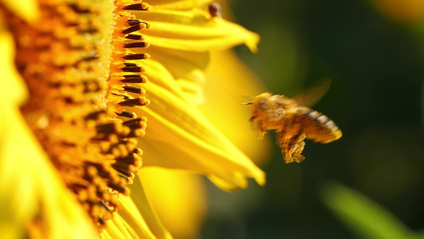 Honey bee covered with pollen collecting nectar from yellow sunflower, close up 4K view. Macro slow motion footage of flying bee covered with pollen pollinating flower.