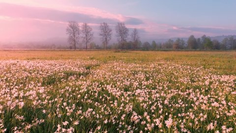 Narcissus field in Transcarpathia, Ukraine, near the town of Khust in the Kireshi tract. Beautiful delicate fragrant flowers at dawn in the fog are very popular with tourists. Drone flying video.