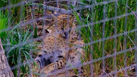 Serval in the cage at the Mauritius national park 
