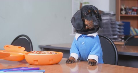 Human left open lunchbox with food unattended on the table in the office, so lovely dachshund puppy in a blue polo shirt guards lunch if owner, barking at others.