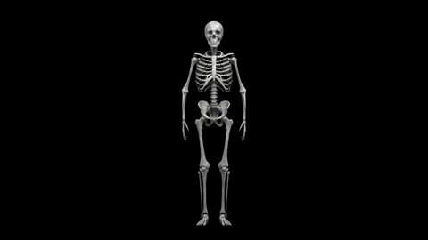 Animation of rotating human skeleton,whole body. Repeatable 3D rendered video.